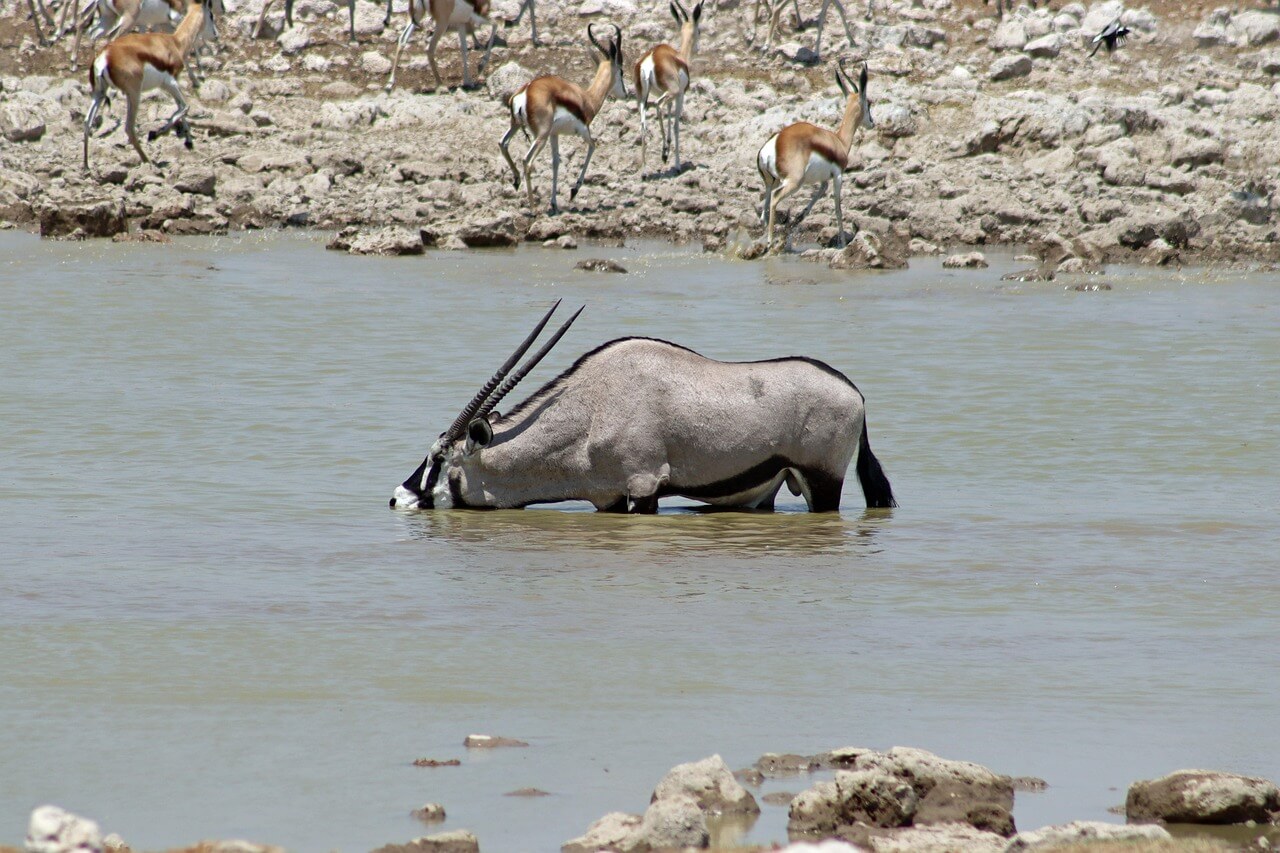 Animals Gathering at Waterhole