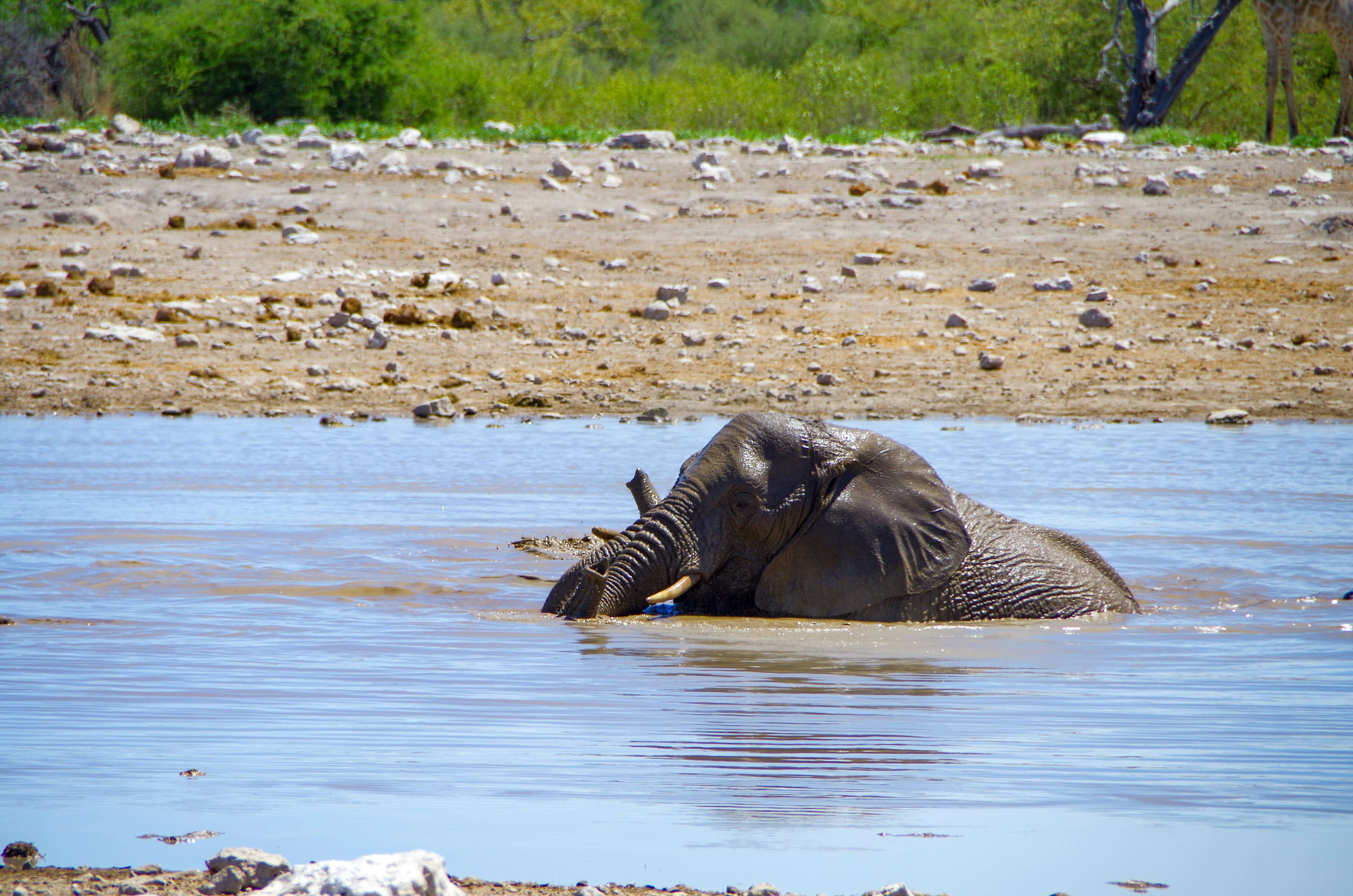 Elephants at Waterhole